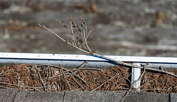 gutter-covered-with-tree-debris-and-dust